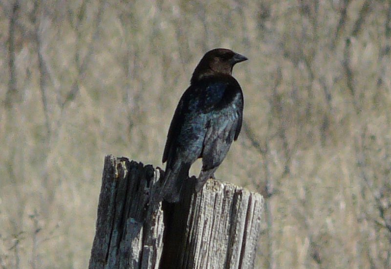 Route 58, S of Chaplin, SK - May 17, 2013 - male