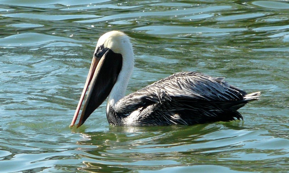 Gulfport Marina, Gulfport, FL - Jan. 15, 2013