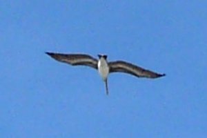 Summerhaven, FL - Jan. 10, 2013