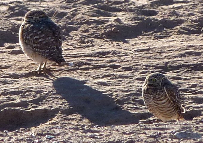 S of Eloy, AZ - Jan. 4, 2011