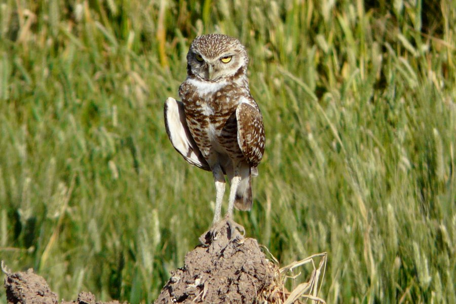 Garst Road, NW of Calipatria, CA - Apr. 21, 2013