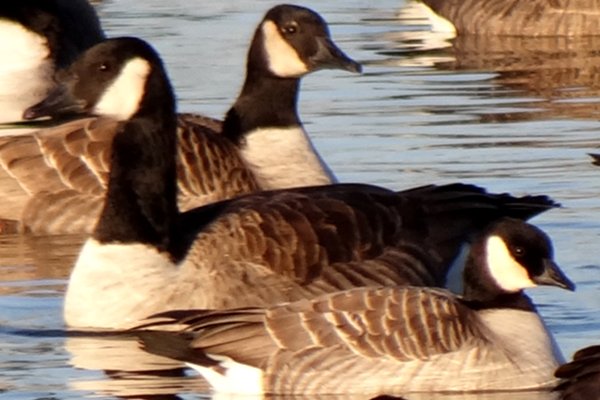 Andrew Haydon Park West, Ottawa, ON - Dec. 4, 2011 - lower right, Canada Geese behind and left