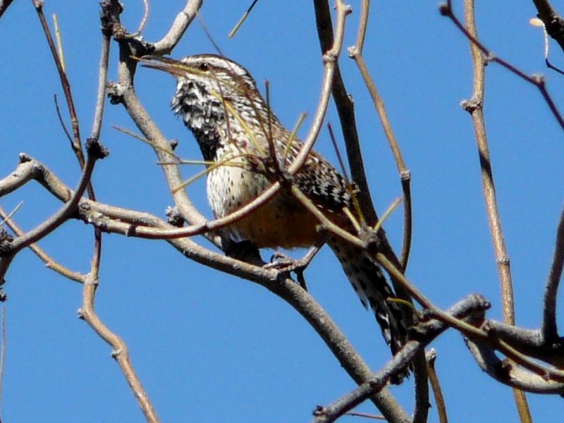 Boyce-Thompson Arboretum, Superior, AZ - Mar. 13, 2013