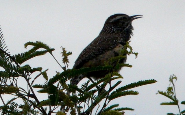 Boyce-Thompson Arboretum, Superior, AZ - Apr. 9, 2016