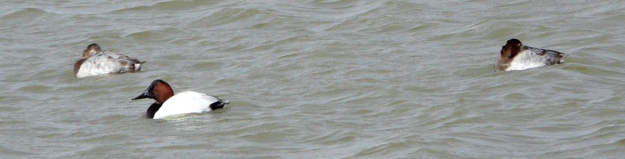 Benson, AZ - Dec. 19, 2011 - male between 2 snoozing females