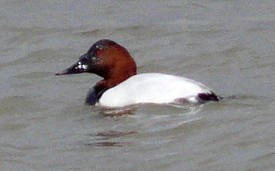 Benson, AZ - Dec. 19, 2011 - male