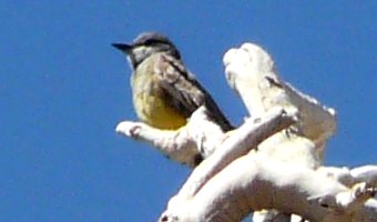 Sunflower, AZ - Mar. 29, 2013