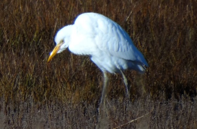 Daniel's Head, Cape Sable Island, NS - Nov. 13, 2014 - non-breeding adult or immature