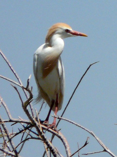 Ramer Lake, CA - Apr. 21, 2013 - breeding adult