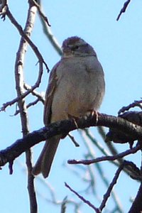 FR 287A, NE Pinal County, AZ - Mar. 16, 2013