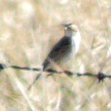 Township Road 162, S of Chaplin, SK - May 17, 2013 - breeding plumage