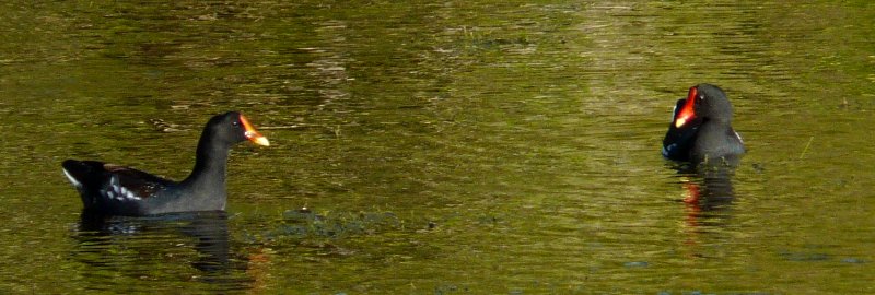 Mrazek Pond, Everglades National Park, FL - Jan. 12, 2013
