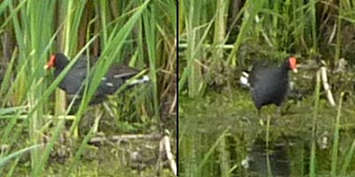 Alfred Sewage Lagoons, Alfred, ON - Jul. 18, 2010