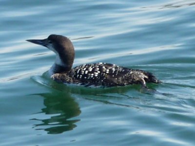 Digby, NS - Apr. 25, 2011 - winter plumage beginning moult