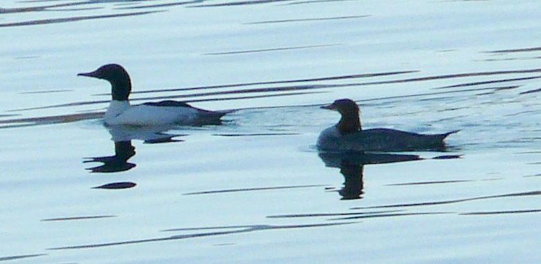 N of Lake Havasu City, AZ - Feb. 4, 2013 - male left / female right