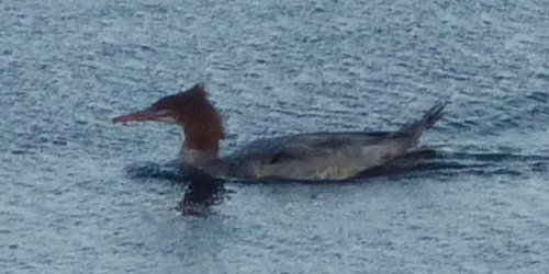 Shirleys Bay, ON - October 17, 2010 - female