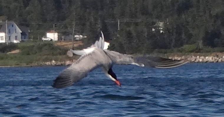 Dennis Point Wharf, Lower West Pubnico, NS - Jul. 13, 2016 - fishing