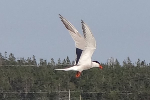Dennis Point Wharf, Lower West Pubnico, NS - Jul. 13, 2016 - fishing