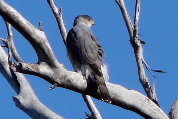 Agua Caliente Park, E of Tucson, AZ - Mar. 25, 2016