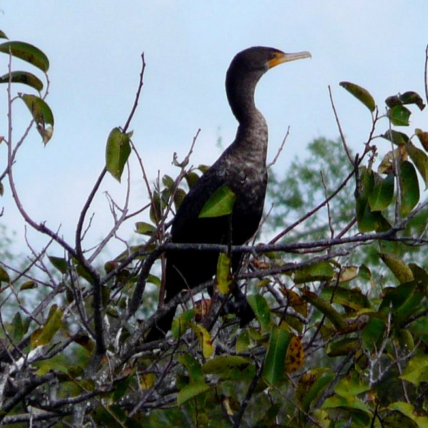 Anhinga Trail, Everglades National Park, FL - Jan. 12, 2013 - 1st year