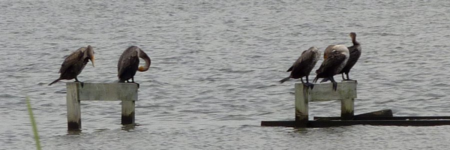 Blackwater NWR Wildlife, MD - May 22, 2011