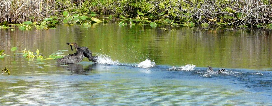 Anhinga Trail, Everglades National Park, FL - Jan. 12, 2013 - fisherman and scavenger