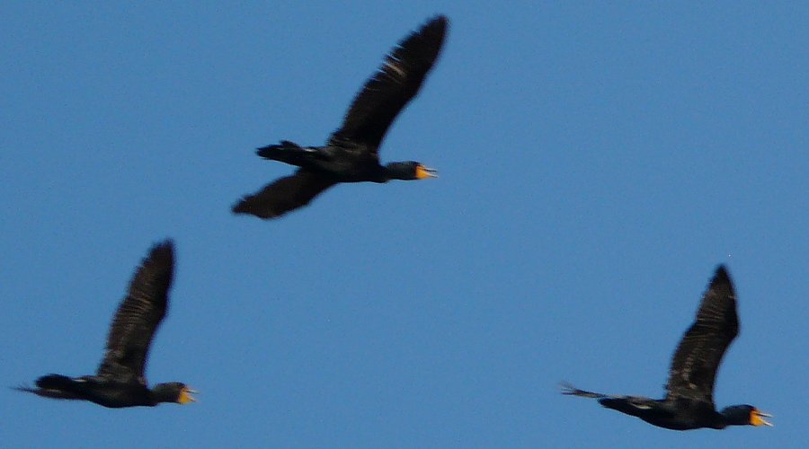 Obsidian Butte, Salton Sea, CA - Apr. 21, 2013 - in flight