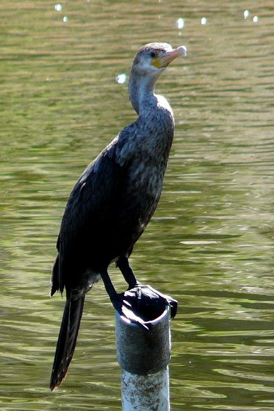 Boyce-Thompson Arboretum, Superior, AZ - Mar. 13, 2013 - 1st year