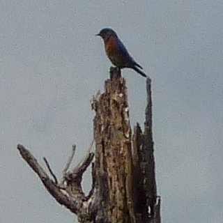 Blackwater NWR Wildlife, MD - May 22, 2011 - male