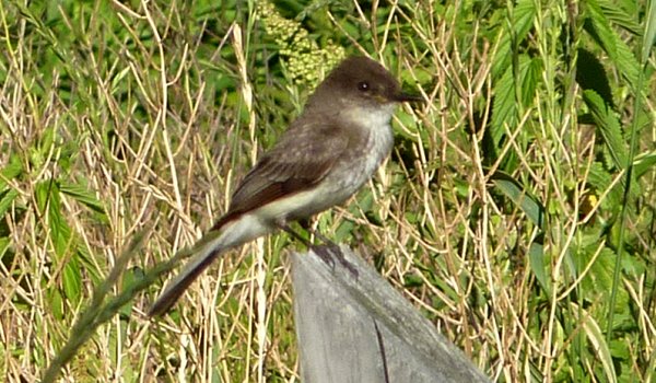 Beaver Lake Nature Center, NY - Jul. 1, 2011
