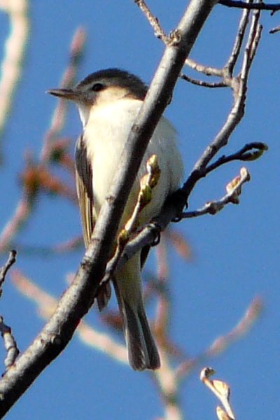 Britannia Conservation Area, Ottawa, ON - May 5, 2012