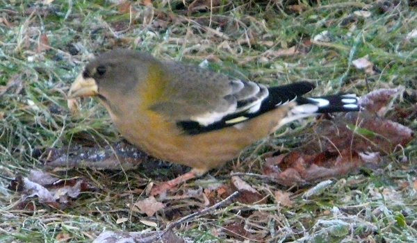 Lawrencetown, Annapolis County, NS - Nov. 18, 2012 - female