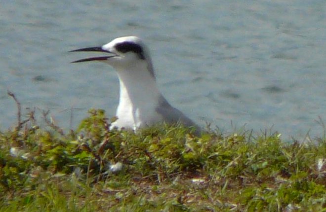 Ackerman Park, Sarasota, FL - Jan. 15, 2013 - winter plumage