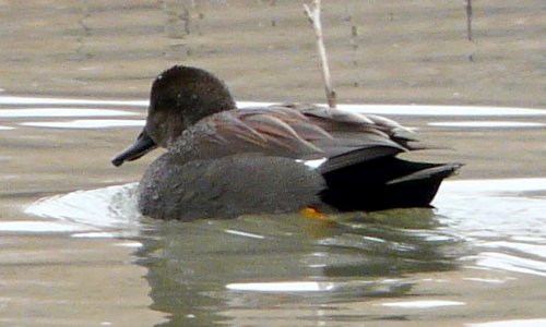 Bosque del Apache, NM - Dec. 20, 2011
