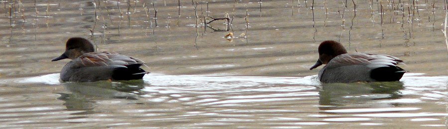 Bosque del Apache, NM - Dec. 20, 2011