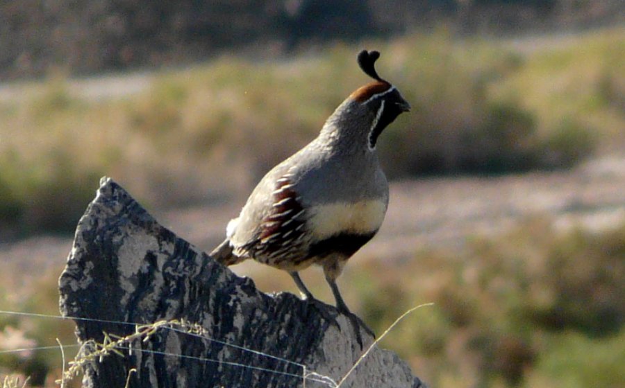 Obsidian Butte, Salton Sea, CA - Apr. 21, 2013 - male
