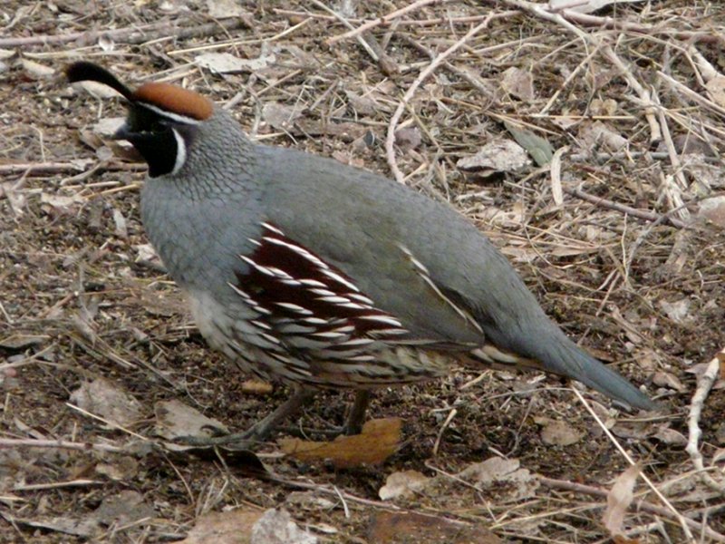 Bosque del Apache, NM - Dec. 20, 2011 - male