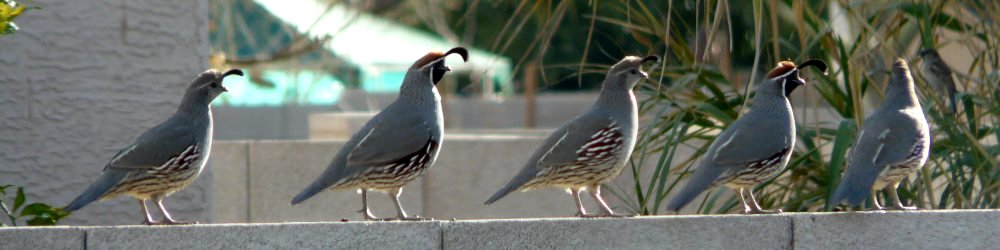 Coolidge, AZ - Jan. 19, 2016 - walking the wall