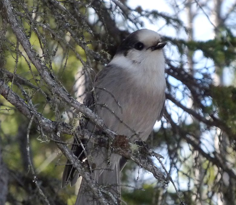 Spruce Bog Trail, Algonquin Provincial Park, ON - Oct. 11, 2010
