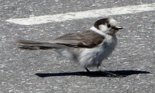 Mount Ranier National Park, WA - May 6, 2013