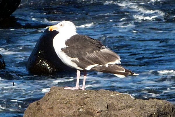 Brier Island, NS - Sep. 5, 2010 - adult