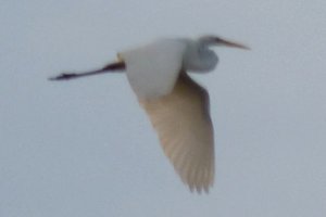 Big Cypress Perserve, FL - Jan. 13, 2013 - in flight