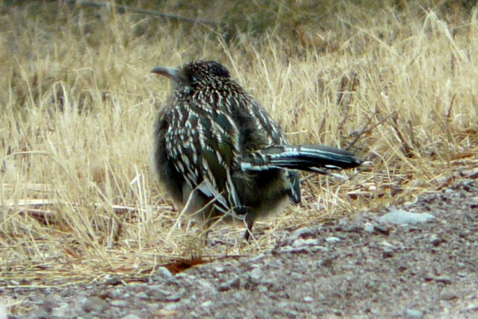 Bosque del Apache, NM - Dec. 20, 2011