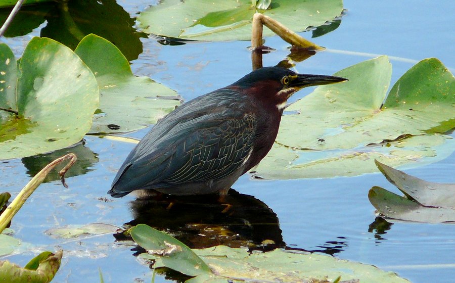 Anhinga Trail, Everglades National Park, FL - Jan. 12, 2013 - adult