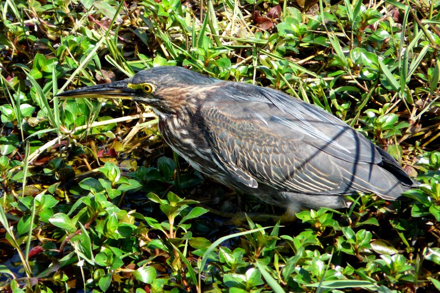 Anhinga Trail, Everglades National Park, FL - Jan. 12, 2013 - juvenile