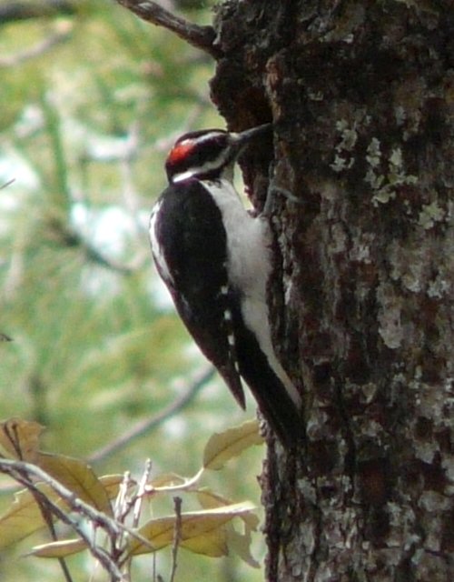 Rose Canyon Lake Road, AZ - Apr. 4, 2013 - male interior west