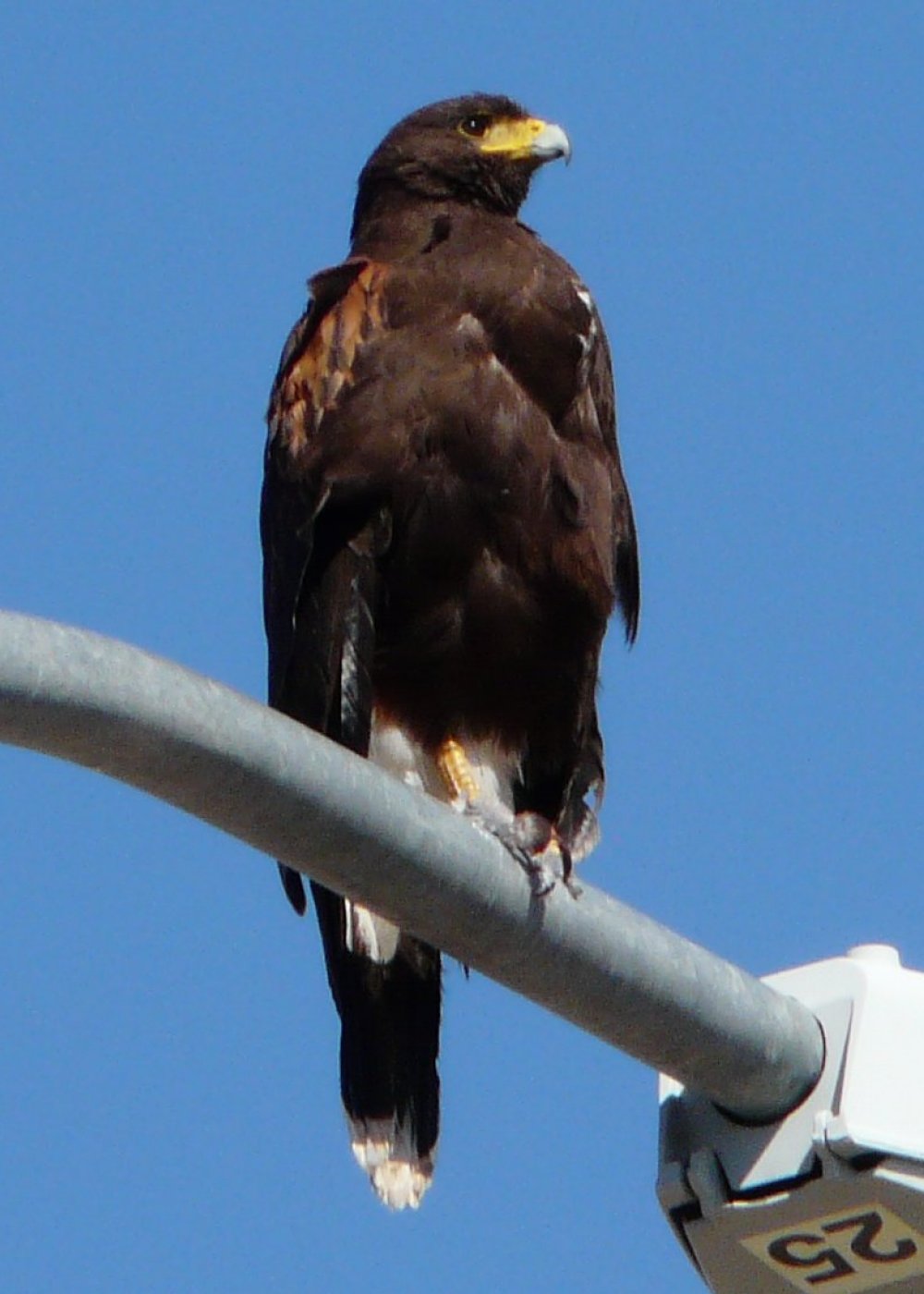 Apache Junction, AZ - Feb. 22, 2013