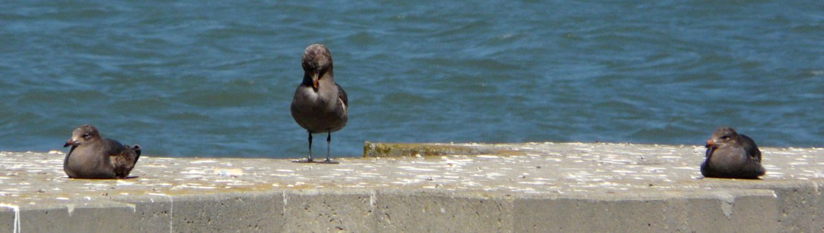 San Francisco, CA - May 1, 2013 - first winter plumage