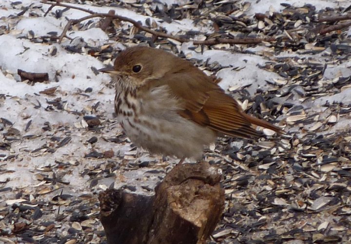 Hurdman Park, Ottawa, ON - Feb. 26, 2011