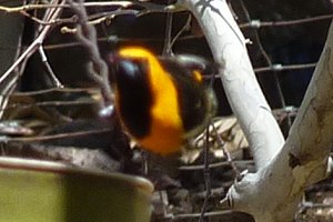 Madera Canyon, AZ - Apr. 8, 2010 - male